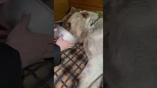 Алабай - дедуся ужинает/Старичок не сдаётся