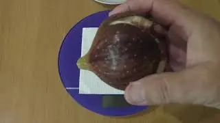 Инжир Bebera Preto  21