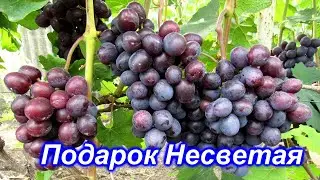 Подарок Несветая 12.08.2020