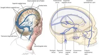 تشريح عملي الجهاز العصبي | قسم التخدير | Practical Anatomy of Nervous System