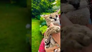 Сервал рычит за игрушку 😹 