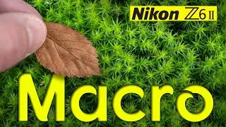 Macro photography and focus stacking using the Nikon Z6ii