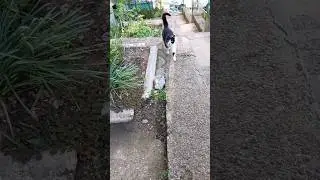 #котенок