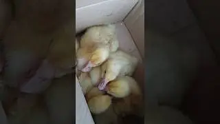 Едем с рынка домой. Пополнение в хозяйстве 😉 