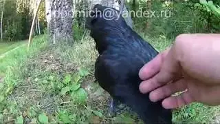 Ручной петушок породы Ухэйилюй.
