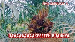 HUJAN  !!!  SUPER LEBAT PPKS SRIWIJAYA 2 DAN  DUMPY TIDAK ADA BEDA BUAH NYA LUAR BIASA BESAR