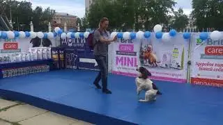 Happy Dogs Day в Догги 24 июня 2018