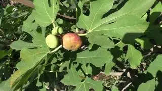 Инжир Сары Апшеронский основной урожай
