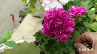 Цветы, цветы, цветы... И я.