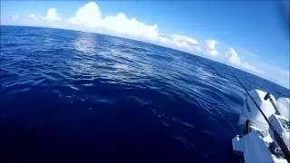Rode a Whale Shark....