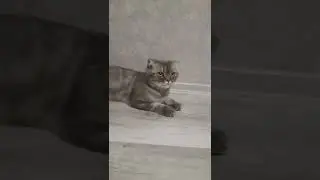 ПОДАРЮ ПОПИТ