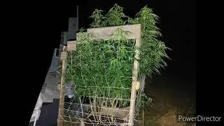 Part 1 of The 2022 Outdoor Grow Season! #Athena ProLine [ #Growyourown