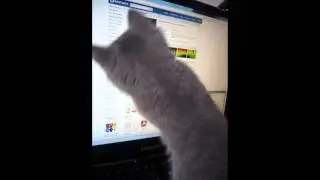 котик и мышка