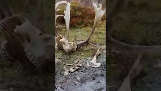 🤔 Вернуться в тайгу. Жизнь и быт селькупов