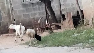 Bora nimfadhiri Mbuzi, najua nitakunywa mchuzi......