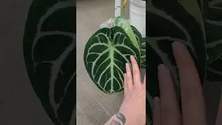 CRAZY NEW INVENTORY!! Home Depot is stepping it up! 🌿 part 2 #plantshopping #rareplants #homedepot