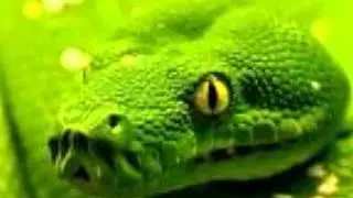 Free sound effect Snake hiss sound effect, Snake Hiss Python Hiss SOUND EFFECT
