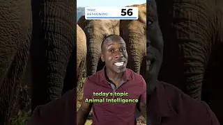 Yes, Animals are Intelligent 