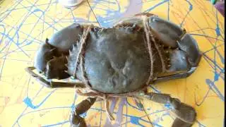Crab right before 'Goan Crab Curry'