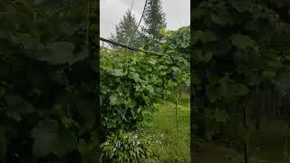 ЛИВЕНЬ В ПРЕДМЕСТЬЕ