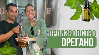 Производство ОРЕГАНО