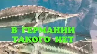 В ГЕРМАНИИ ТАКОГО НЕТ