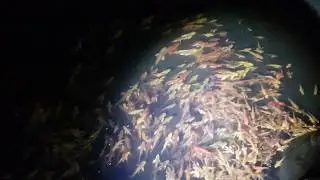 Создание условий для зимовки карпов кои.