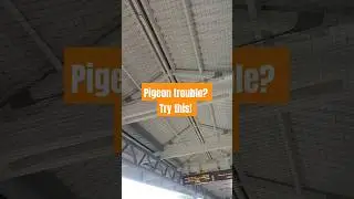 Pigeon trouble - Try this to help Pigeon find a home elsewhere