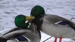 Brutal fight of drakes. Mating behavior of mallards.