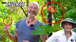 DOC SHORTS | Folge 13 – Lippen, die wahnsinnig machen: Psychotria