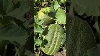 Спеют красавицы мои