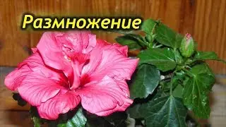Размножение Китайской Розы. Способы размножения Гибискуса!