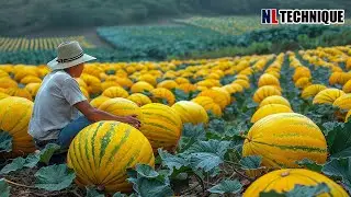 How US Farmers Harvest Tons of Agriculture Products in 2024