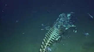 Whale Fall Actively Devoured by Scavengers at Davidson Seamount | Nautilus Live
