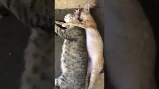 Oyen peluk emak