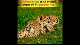amazing facts about cheetah🐆#facts #hindifacts #dailyfacts #animals #edit #shorts