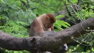 Penampakan Monyet Bekantan Asli Kalimantan