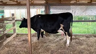 Preparing a heifer for calving