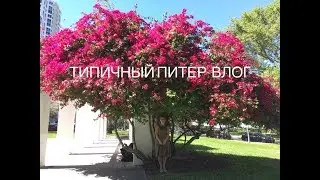 ВЛОГ | Выходной | Американский Санкт-Петербург | Фестиваль морепродуктов