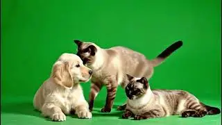 Cat Grooming Dog – Green Screen VFX in 4K