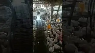 SIMAK SAMPAI AKHIR