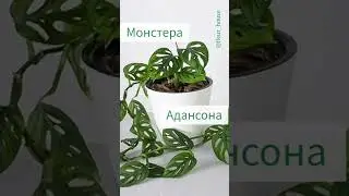 #домашниецветы #зеленаястена #комнатныерастения #домашниерастения #ароидные #озеленение