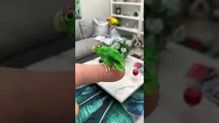 Teeny Tiny Pet 🦜 Miniature Amazon Parrot!