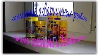 Кормление рыбок! Как правильно кормить аквариумных рыбок сухим кормом.