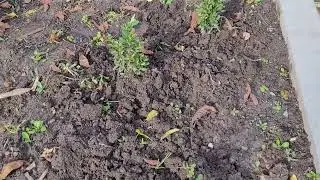 Мой самшит дал хороший прирост за лето.