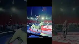 #лошади
