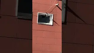 Что в голове у этой вороны? 4 дня подряд все время.