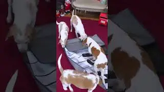These Dogs Make the Most Beautiful Music 