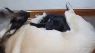Anatolian vs Great Dane