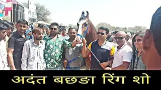 jasra horse show 2021:। marwari milk tooth colt । मारवाङी अदंत बछङा ।
